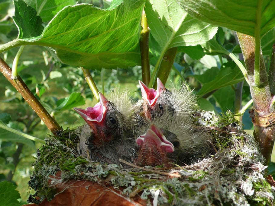 close-up photography of three hatchling birds, chick, spring HD wallpaper