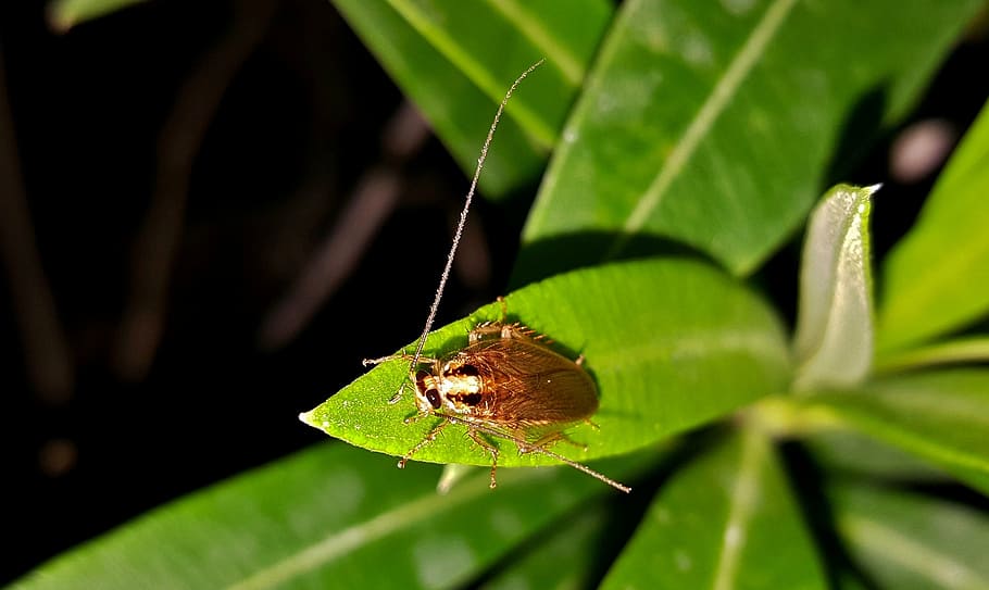 cockroach, german cockroach, insect, bug, insectoid, pest, pesky HD wallpaper