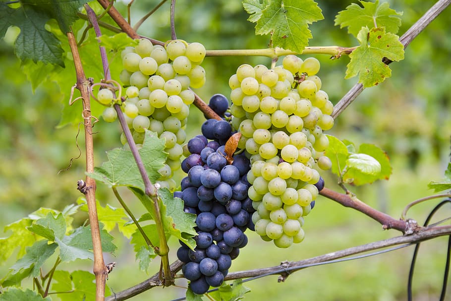 green and purple grapes close-up photo, bi color, varieties, riesling, HD wallpaper