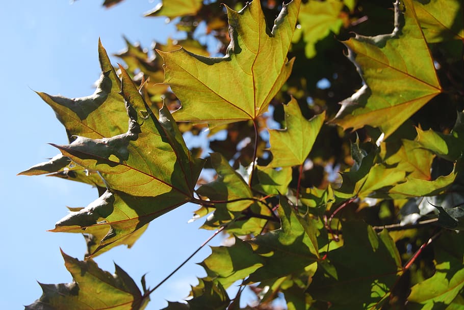 Leaf, Maple, Leaves, Leaves, Green, Green, Tree, day, autumn HD wallpaper