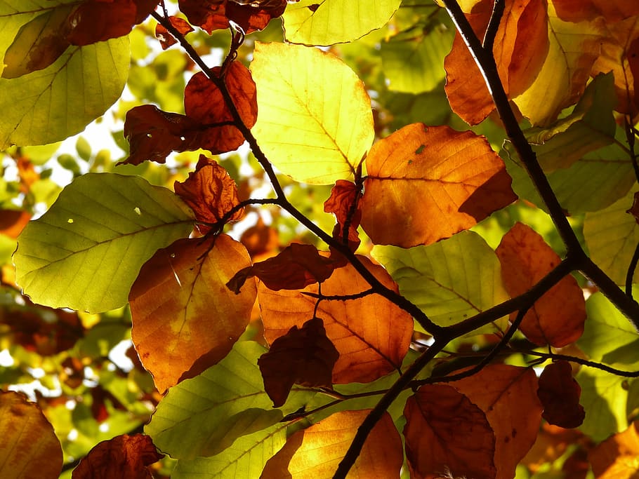 Autumn, Forest, Tree, Branch, Leaves, leaf, colorful, autumn forest HD wallpaper