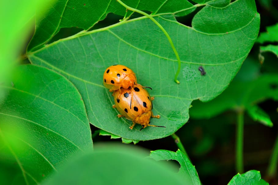 ladybug, insect, mating, plant part, leaf, one animal, animal wildlife HD wallpaper