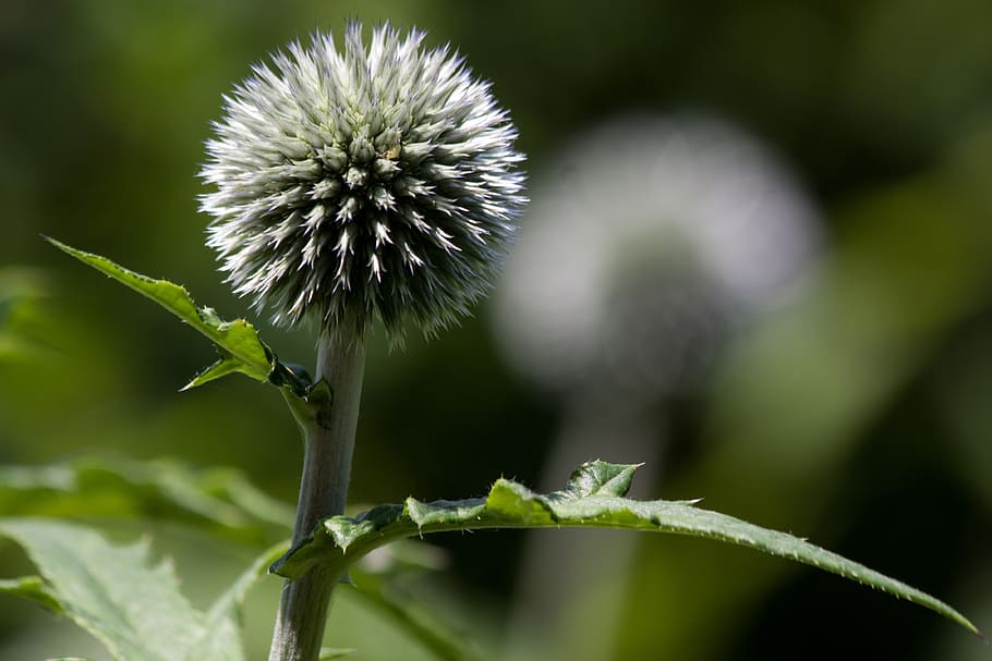 globe thistle, echinops, composites, flora, plant, green, blue HD wallpaper