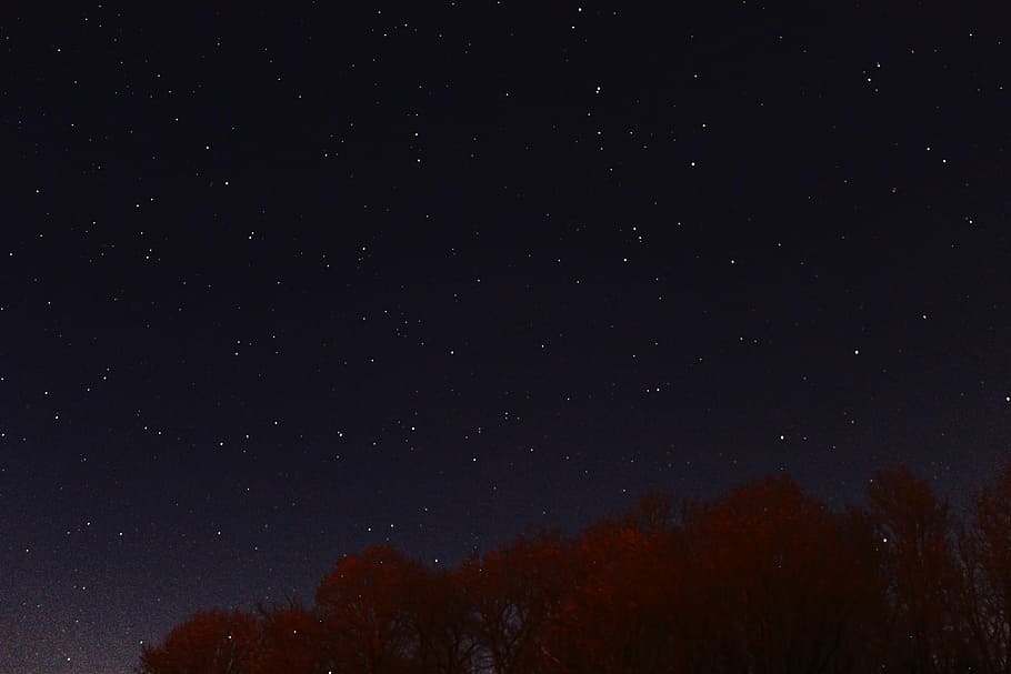 stars in worm's eye view, nature, trees, night, sky, astronomy HD wallpaper