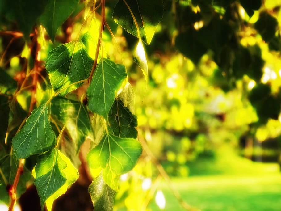 tree, garden, spring, leaves, park, nature, leaf, plant part HD wallpaper