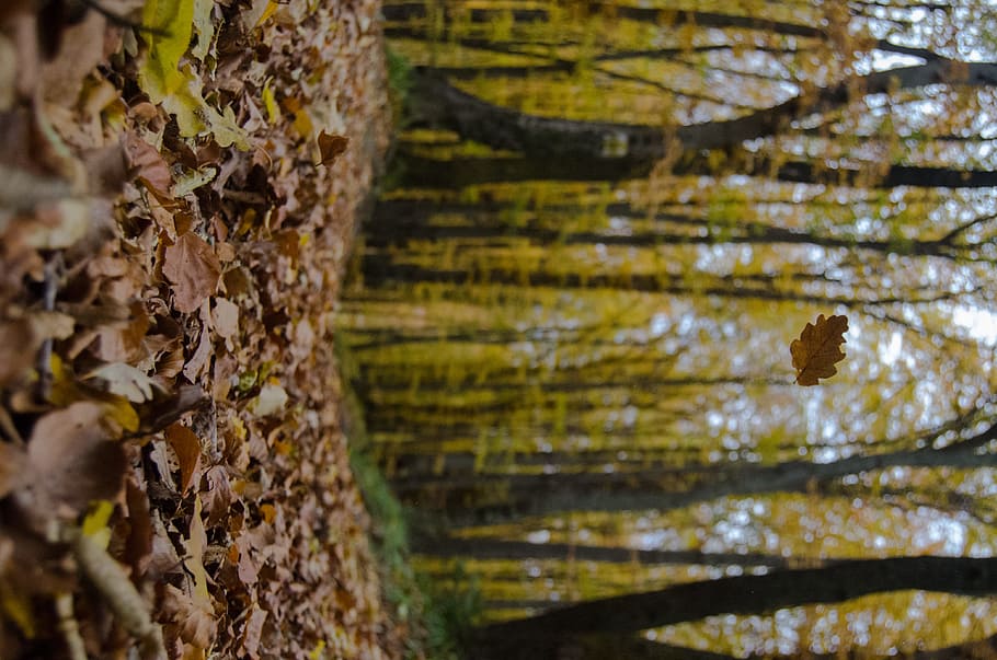 dried leaves on forest, low-angle of falling dry leaf, Alone HD wallpaper