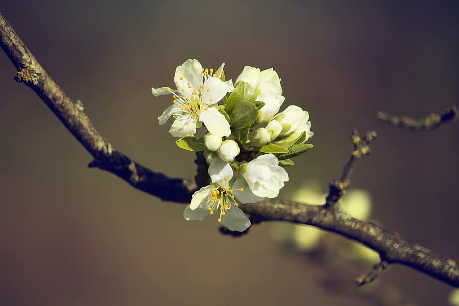 spring, flowers, white, nature, plant, cherry, tree, garden HD wallpaper