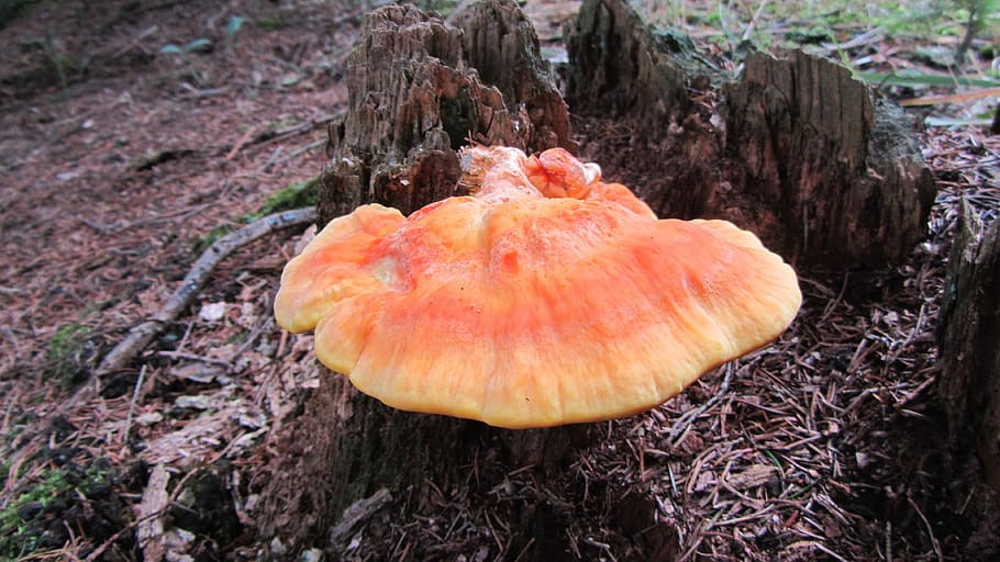 Fungus, Polypore, Orange, sírovec, dřevokazný, stump, old HD wallpaper