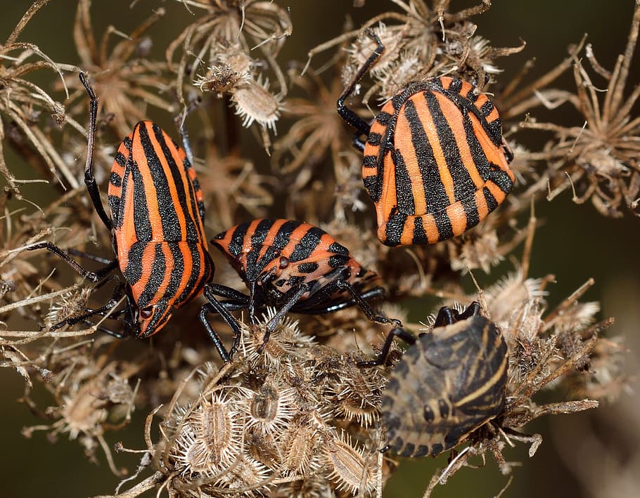 insects, hemiptera, bug, rossonera, animal wildlife, animal themes HD wallpaper