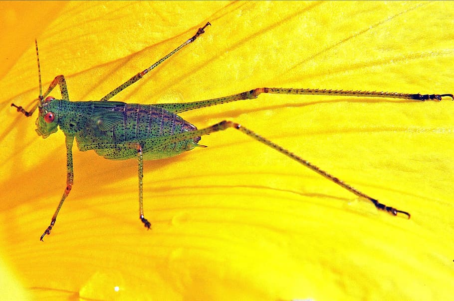 Grasshopper, Yellow, Insect, Garden, macro, nature, animal HD wallpaper