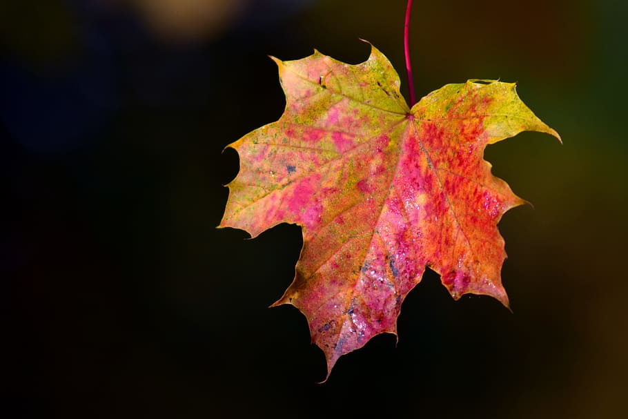 maple, leaves, autumn, maple leaf, colorful, fall foliage, fall color HD wallpaper