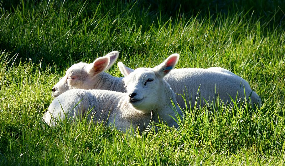 lambs, animals, pasture, grass, spring, sheep, mammal, plant HD wallpaper
