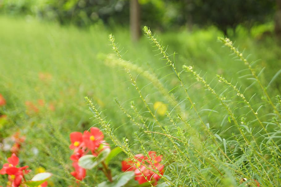 flower, green, grass, artistic conception, meadows, spring HD wallpaper