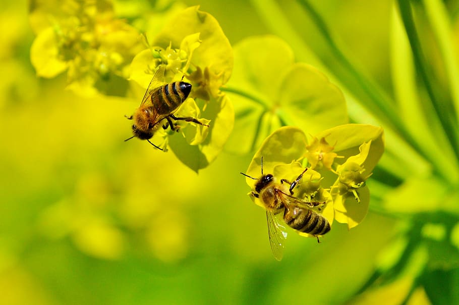 yellow orchid flower with two honeybees, honey bee, blossom, bloom, HD wallpaper