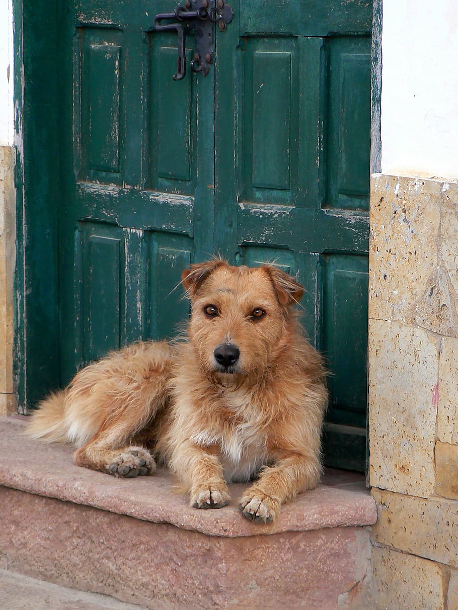 villa de leyva, dog, animal, colonial, boyacá, one animal, HD wallpaper