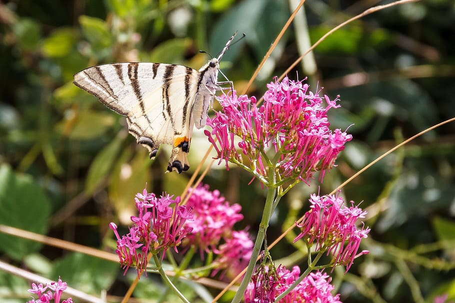 Butterfly, Close, White, Insect, Blossom, bloom, nature, butterfly - Insect HD wallpaper