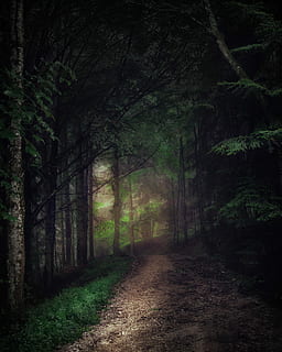 tall green tree painting, walkway in the middle of the forrest HD wallpaper