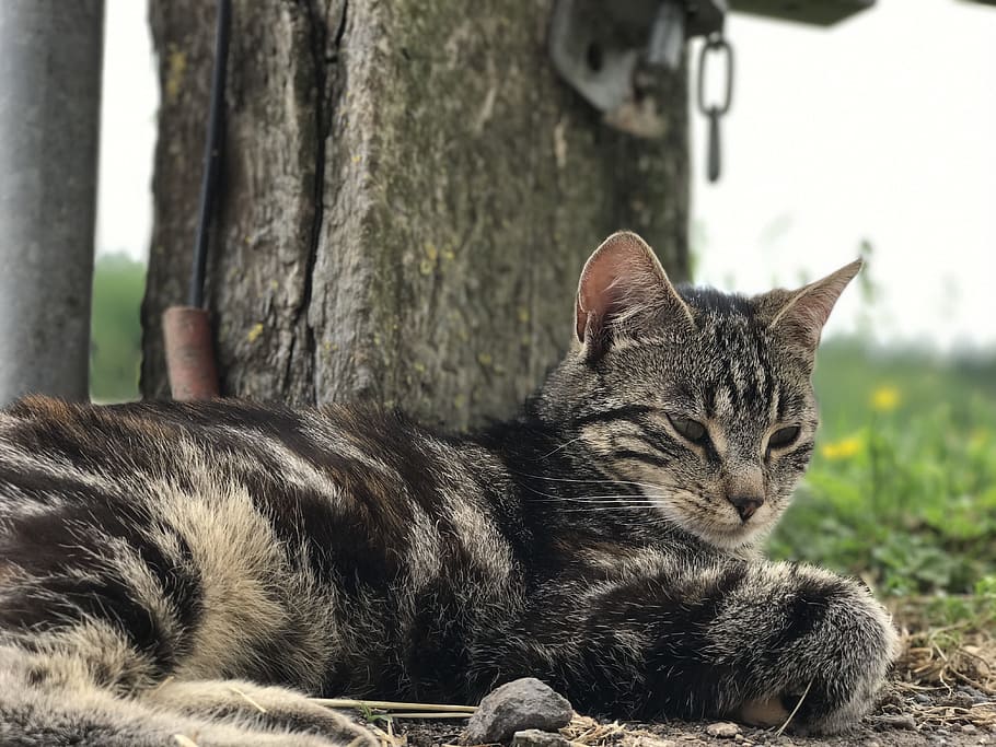 Cat, Farm, bauer cat, domestic Cat, animal, pets, outdoors HD wallpaper