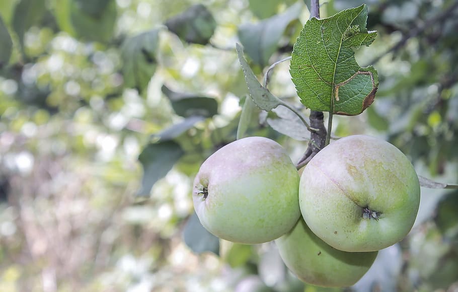 apple, nature, fruit, delicious, frisch, growing, green, tree HD wallpaper