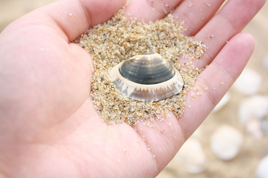 clam, hand, beach, sand, peel, husks, sculpture, sea, pattern HD wallpaper