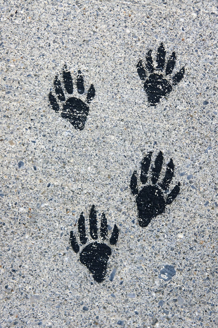 footprints, paws, ground, painted, paw print, trace, track HD wallpaper