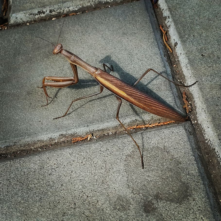 insect, praying mantis, crimea, animal, invertebrate, animal themes HD wallpaper