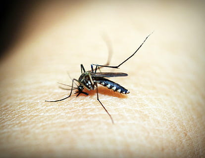 tiger mosquito on human skin, malaria, gnat, bite, insect, blood HD wallpaper