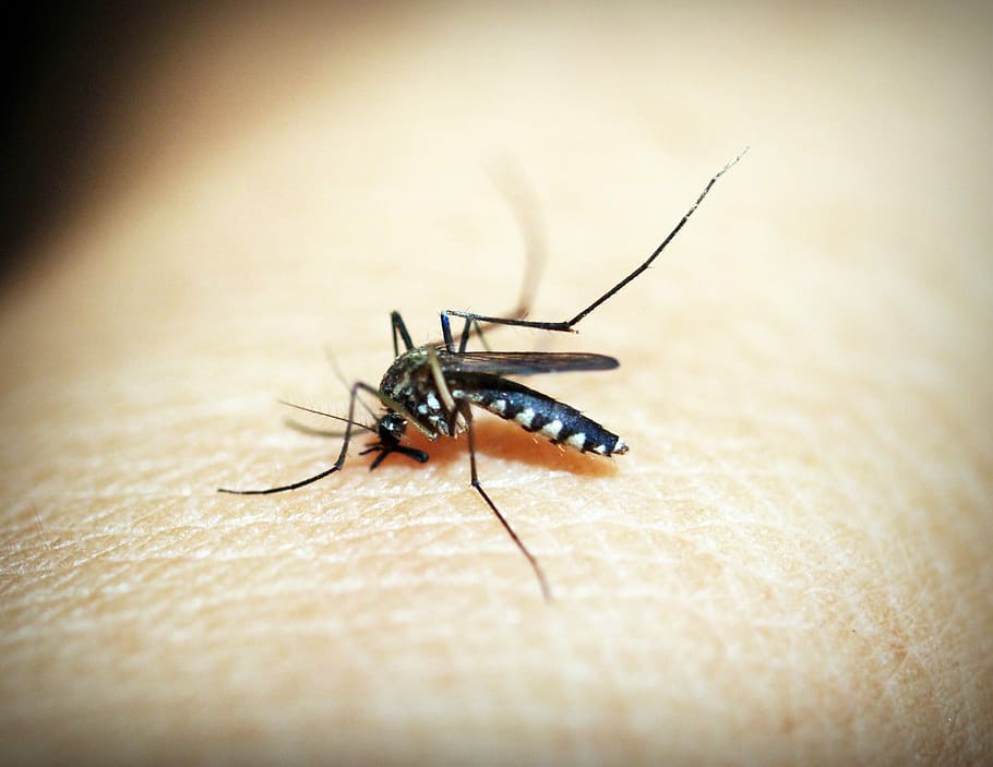 World Malaria Day 2023: Theme, significance, key details - The Economic  Times