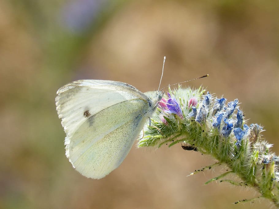 Butterfly, Cabbage, blanqueta cabbage, libar, pieris rapae HD wallpaper