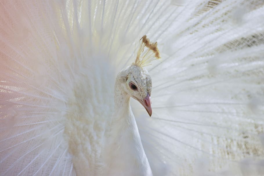 white peacock, albino peacock, animal themes, one animal, bird HD wallpaper