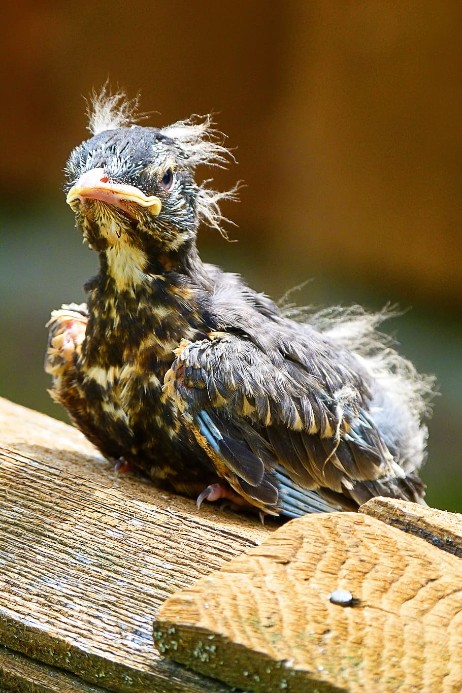 chick, bird, fly, wings, wildlife, beak, dom, outdoor, avian HD wallpaper
