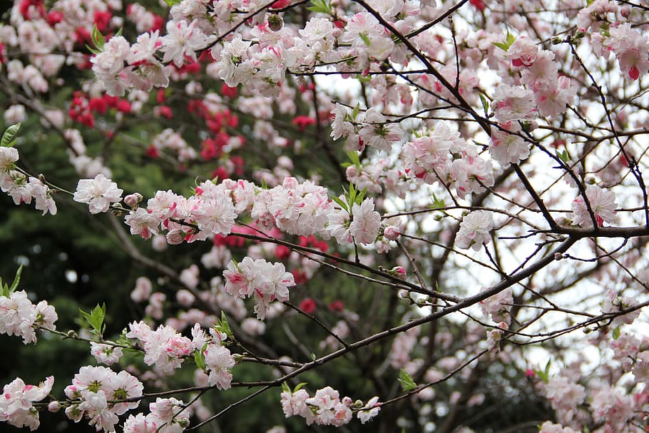 sakura, spring, tokyo, cherry, blossom, flower, garden, green, HD wallpaper