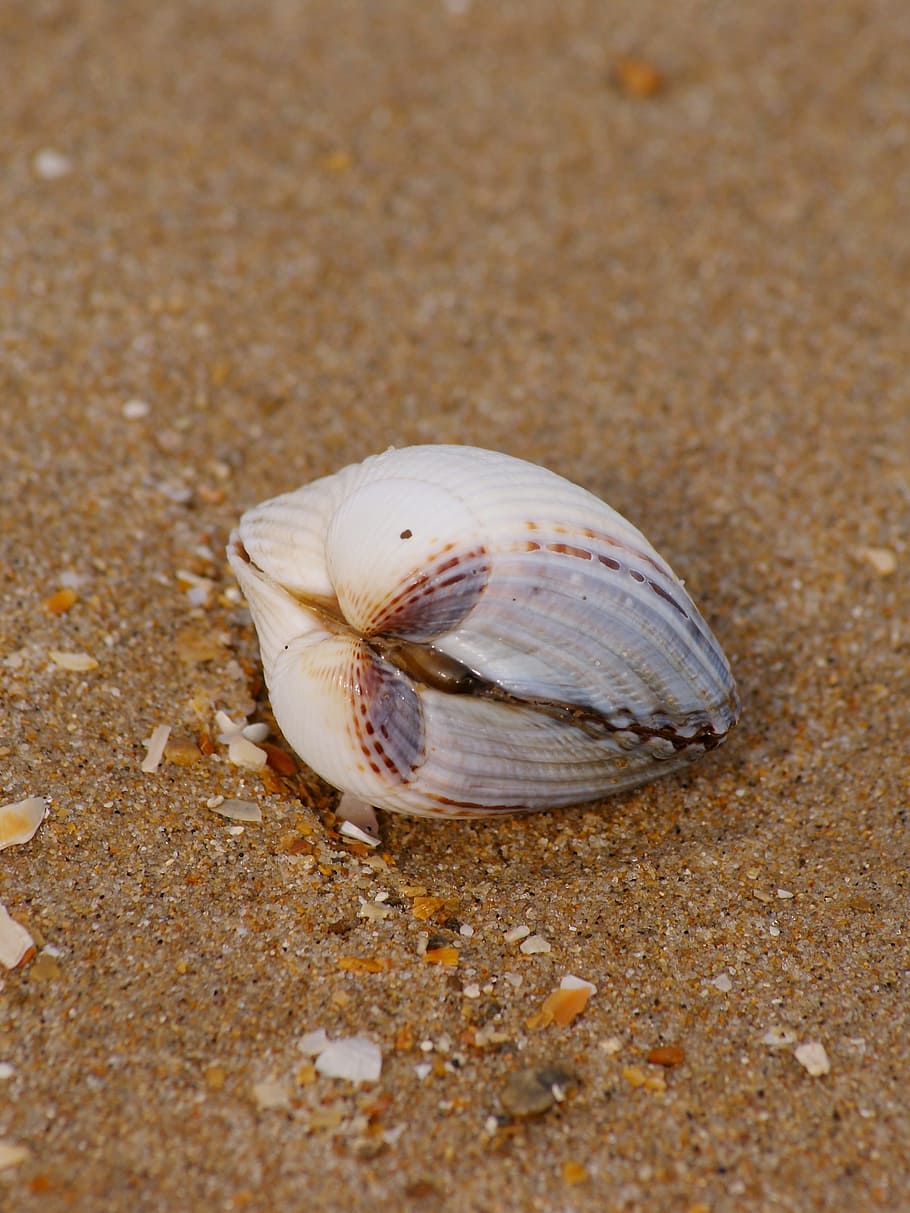 Shell, Beach, Beach, Sand, Sand, Sea, Holiday, Nature, summer HD wallpaper