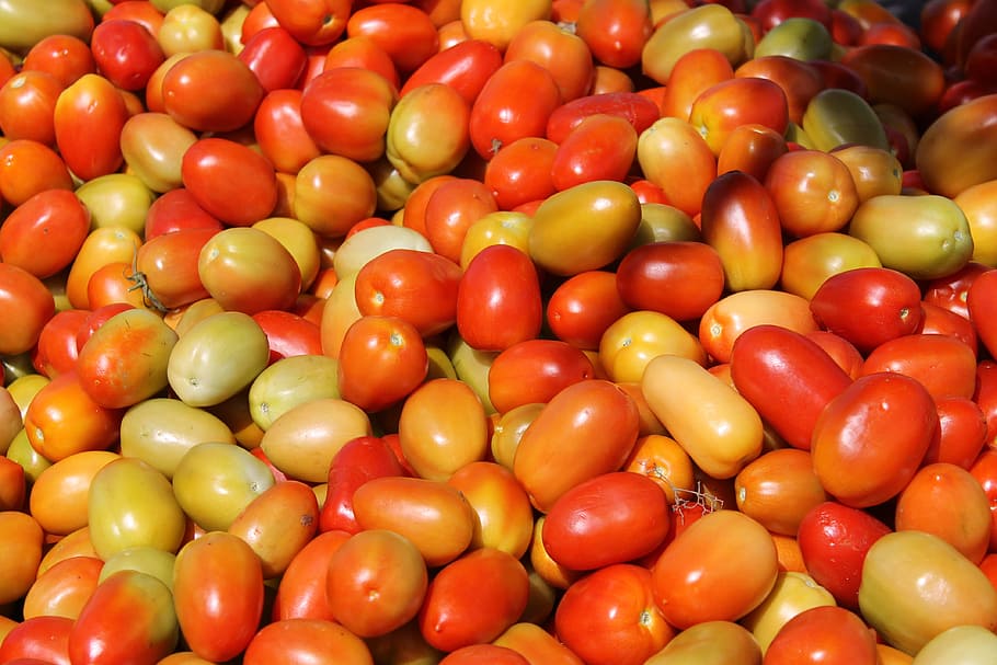 tomato, vegetables, fruit, food and drink, healthy eating, wellbeing HD wallpaper