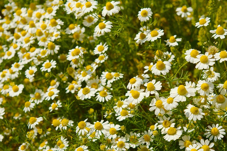 Flowers, Nature, Chamomile, Spring, natural, green, botany HD wallpaper