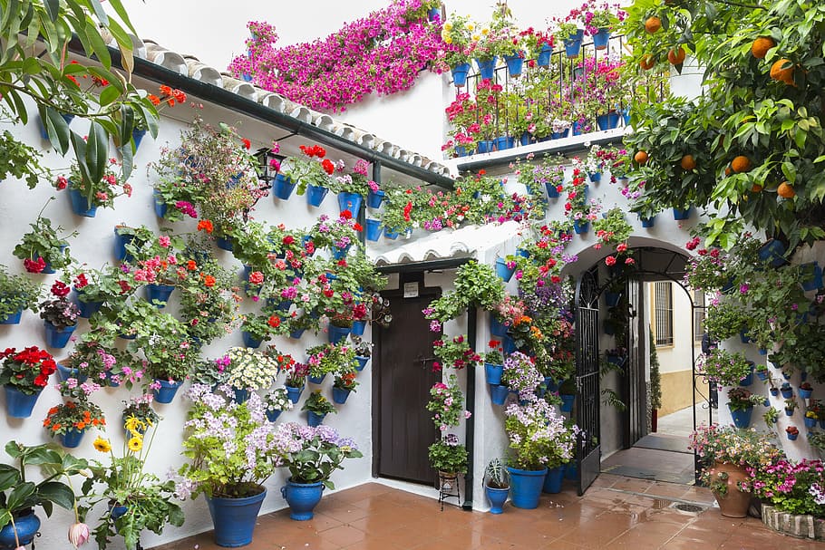 house surrounded by flowers, patios de córdoba, flowerpot, green
