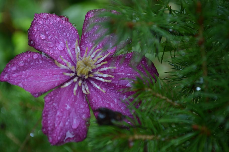 flower, breeze, nature, spring, plant, flowering plant, fragility HD wallpaper