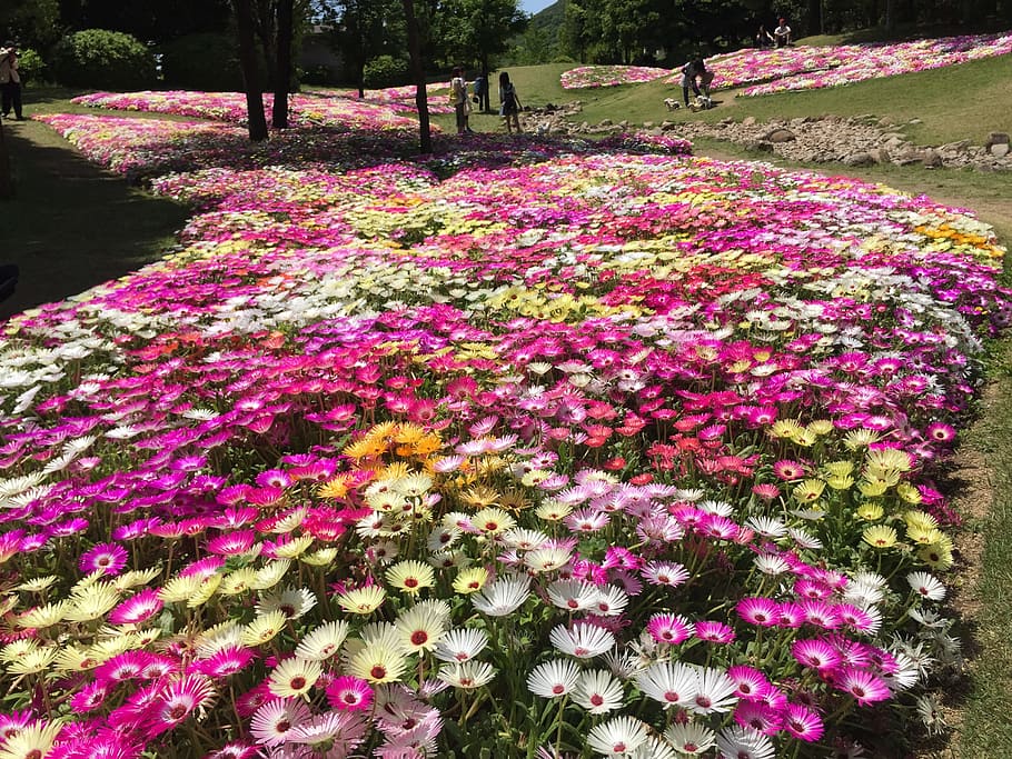 Hd Wallpaper Okinawa Sea Sky Flower Flowerbed Plant Outdoors Nature Wallpaper Flare