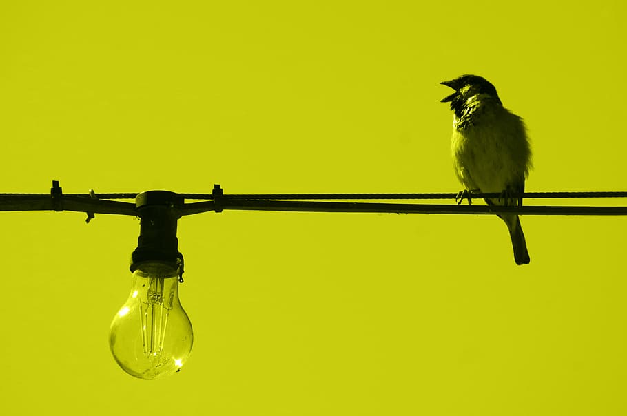 sparrow, line, cable, light bulb, bird, animal themes, vertebrate HD wallpaper