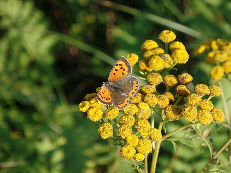 spring, butterfly, flower, insect, nature, butterfly - Insect HD wallpaper