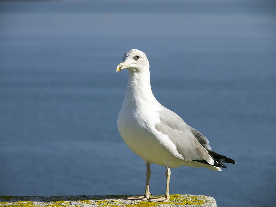 Seagull, Bird, nature, animal, animals And Pets, beach, sea Bird HD wallpaper