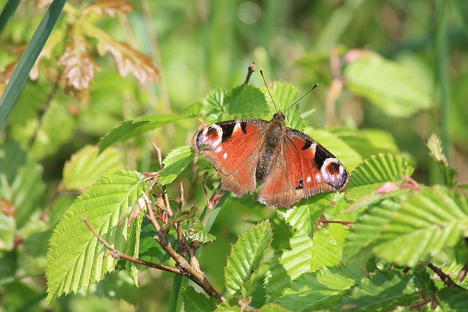 peacock, day, insect, butterfly, nature, macro, animal, animal themes HD wallpaper