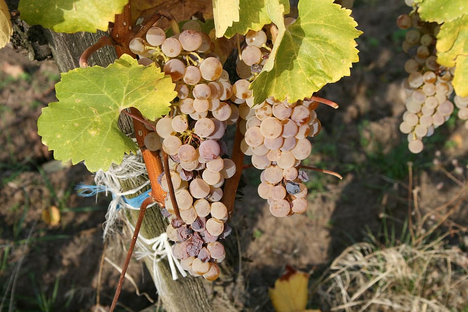 grape, fruit, nature, white grapes, food, food and drink, plant HD wallpaper