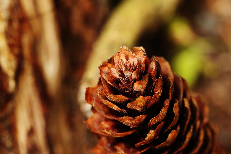 pinecone, macro, nature, close-up, no people, food, food and drink HD wallpaper