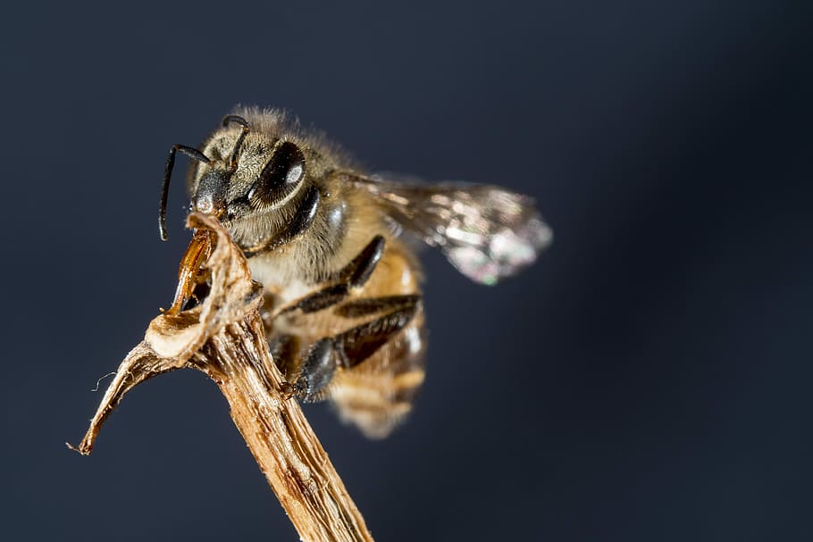 brown bee, wasp on brown stick, insect, bug, branch, one animal HD wallpaper
