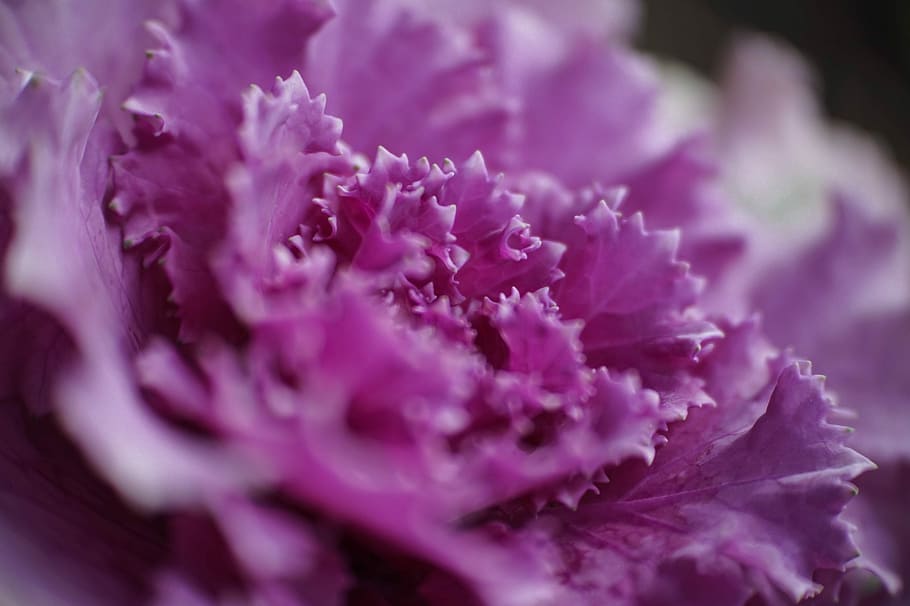 purplepetaled flower, close-up photography of purple petaled flower HD wallpaper