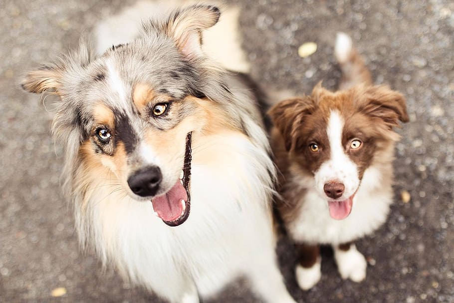 dog, beautiful, pet, canine, animal themes, mammal, domestic HD wallpaper