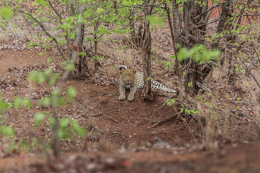 cheetah lye on ground, reclining leopard near tree, spots, jungle, HD wallpaper