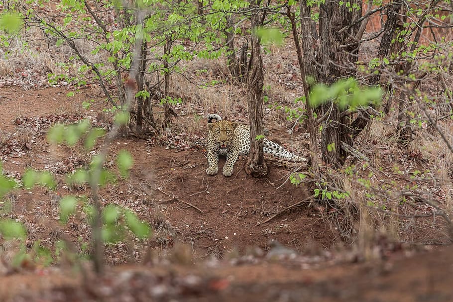 cheetah lye on ground, reclining leopard near tree, spots, jungle HD wallpaper