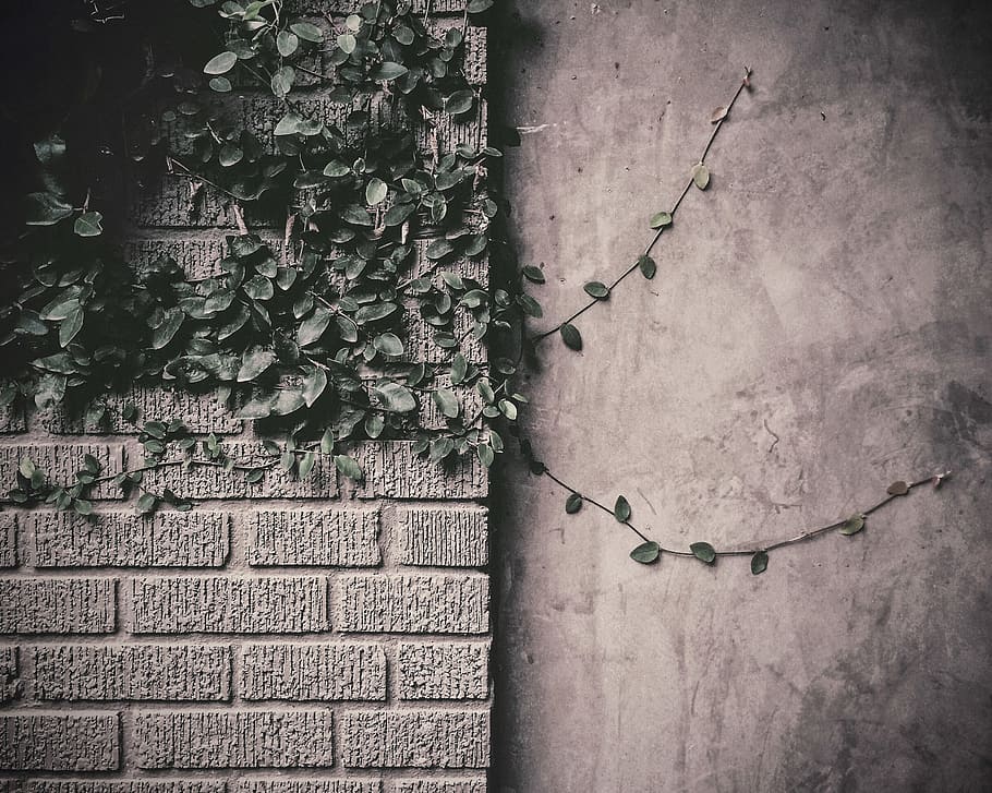 green plant decor, vines, leaves, bricks, wall, built structure HD wallpaper